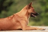 Thai Ridgeback Dog Dogs Raza - Características, Fotos & Precio | MundoAnimalia