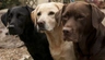 Labrador Retriever Dogs Ras: Karakter, Levensduur & Prijs | Puppyplaats