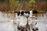 Pointer Dogs Breed - Information, Temperament, Size & Price | Pets4Homes