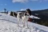 Švýcarský honič Dogs Informace - velikost, povaha, délka života & cena | iFauna