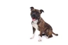 Staffordshire Bull Terrier Dogs Raza | Datos, Aspectos destacados y Consejos de compra | MundoAnimalia