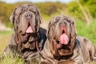Mastín Napolitano Dogs Raza - Características, Fotos & Precio | MundoAnimalia