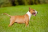 English Bull Terrier Dogs Breed | Facts, Information and Advice | Pets4Homes