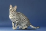 Egyptská Mau Cats Informace - velikost, povaha, délka života & cena | iFauna
