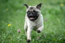 Mops Dogs Informace - velikost, povaha, délka života & cena | iFauna