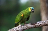 Amazoňan modročelý Birds Informace - velikost, povaha, délka života & cena | iFauna