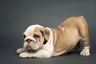 Anglický buldok Dogs Informace - velikost, povaha, délka života & cena | iFauna