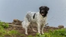 Fríský ohař Dogs Informace - velikost, povaha, délka života & cena | iFauna