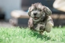 Dandie Dinmont teriér Dogs Informace - velikost, povaha, délka života & cena | iFauna
