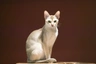 Singapura Cats Breed | Facts, Information and Advice | Pets4Homes