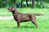 Labrador Retriever Dogs Raza - Características, Fotos & Precio | MundoAnimalia