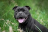 Americký stafordšírský teriér Dogs Informace - velikost, povaha, délka života & cena | iFauna
