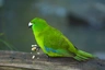 Kakariki jednobarvý Birds Informace - velikost, povaha, délka života & cena | iFauna