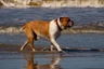 Staroanglický buldok Dogs Informace - velikost, povaha, délka života & cena | iFauna