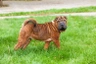 Šarpej Dogs Informace - velikost, povaha, délka života & cena | iFauna
