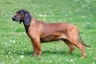 Bavarian Mountain Hound Dogs Breed | Facts, Information and Advice | Pets4Homes