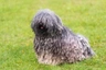 Hungarian Puli Dogs Breed | Facts, Information and Advice | Pets4Homes