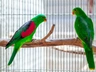 Papoušek červenokřídlý Birds Informace - velikost, povaha, délka života & cena | iFauna