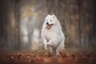 Samoyed Dogs Breed | Facts, Information and Advice | Pets4Homes