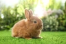 Thrianta Rabbits Breed - Information, Temperament, Size & Price | Pets4Homes