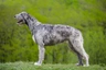 Irský vlkodav Dogs Informace - velikost, povaha, délka života & cena | iFauna