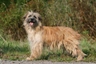 Pyrenejský ovčák Dogs Informace - velikost, povaha, délka života & cena | iFauna