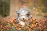 Bearded Collie Dogs Ras: Karakter, Levensduur & Prijs | Puppyplaats