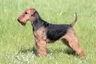 Welsh Terrier Dogs Raza - Características, Fotos & Precio | MundoAnimalia