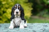 Baset Dogs Informace - velikost, povaha, délka života & cena | iFauna