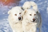 Slovensky Cuvac Dogs Ras: Karakter, Levensduur & Prijs | Puppyplaats