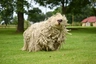 Komondor Dogs Breed | Facts, Information and Advice | Pets4Homes