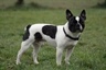 Francouzský buldoček Dogs Informace - velikost, povaha, délka života & cena | iFauna