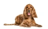 Cocker Spaniel Dogs Breed | Facts, Information and Advice | Pets4Homes