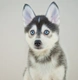 Pomsky Dogs Breed | Facts, Information and Advice | Pets4Homes