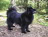 Swedish Lapphund Dogs Breed | Facts, Information and Advice | Pets4Homes