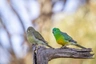 Papoušek zpěvavý Birds Informace - velikost, povaha, délka života & cena | iFauna
