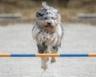 Holandský ovčácký pudl Dogs Informace - velikost, povaha, délka života & cena | iFauna