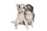 Atlasský horský pes Dogs Informace - velikost, povaha, délka života & cena | iFauna