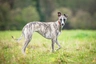 Whippet Dogs Breed - Information, Temperament, Size & Price | Pets4Homes