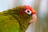 Pyrura rudohlavý Birds Informace - velikost, povaha, délka života & cena | iFauna