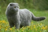 Scottish Fold Cats Raza | Datos, Aspectos destacados y Consejos de compra | MundoAnimalia