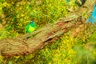 Barnard límcový větší Birds Plemeno / Druh: Povaha, Délka života & Cena | iFauna
