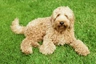 Labradoodle Dogs Breed | Facts, Information and Advice | Pets4Homes