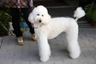 Standard Poodle Dogs Breed - Information, Temperament, Size & Price | Pets4Homes