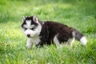 Sibiřský husky Dogs Informace - velikost, povaha, délka života & cena | iFauna