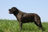 Bullmastiff Dogs Raza - Características, Fotos & Precio | MundoAnimalia