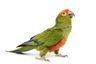 Aratinga zlatohlavý Birds Informace - velikost, povaha, délka života & cena | iFauna