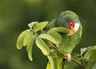 Amazoňan černouchý Birds Informace - velikost, povaha, délka života & cena | iFauna