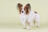 Vlinderhondje Dogs Ras: Karakter, Levensduur & Prijs | Puppyplaats