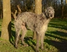 Deerhound Dogs Breed | Facts, Information and Advice | Pets4Homes